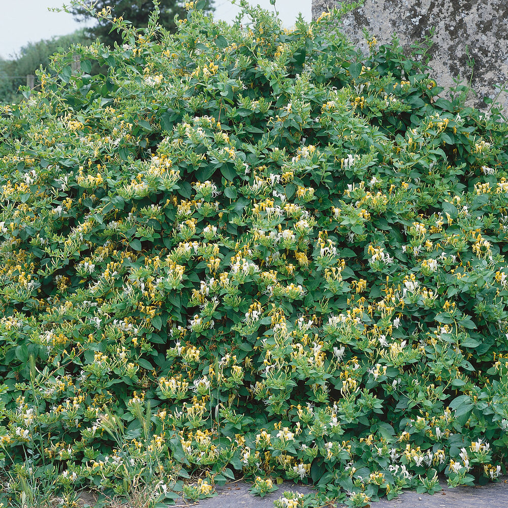 Illatos japán lonc (Lonicera japonica ‘Halliana’)