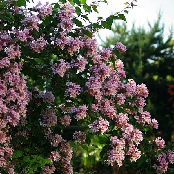 Rózsaszín virágú gyöngyvirágcserje (Kolkwitzia amabilis ‘Pink Cloud’)