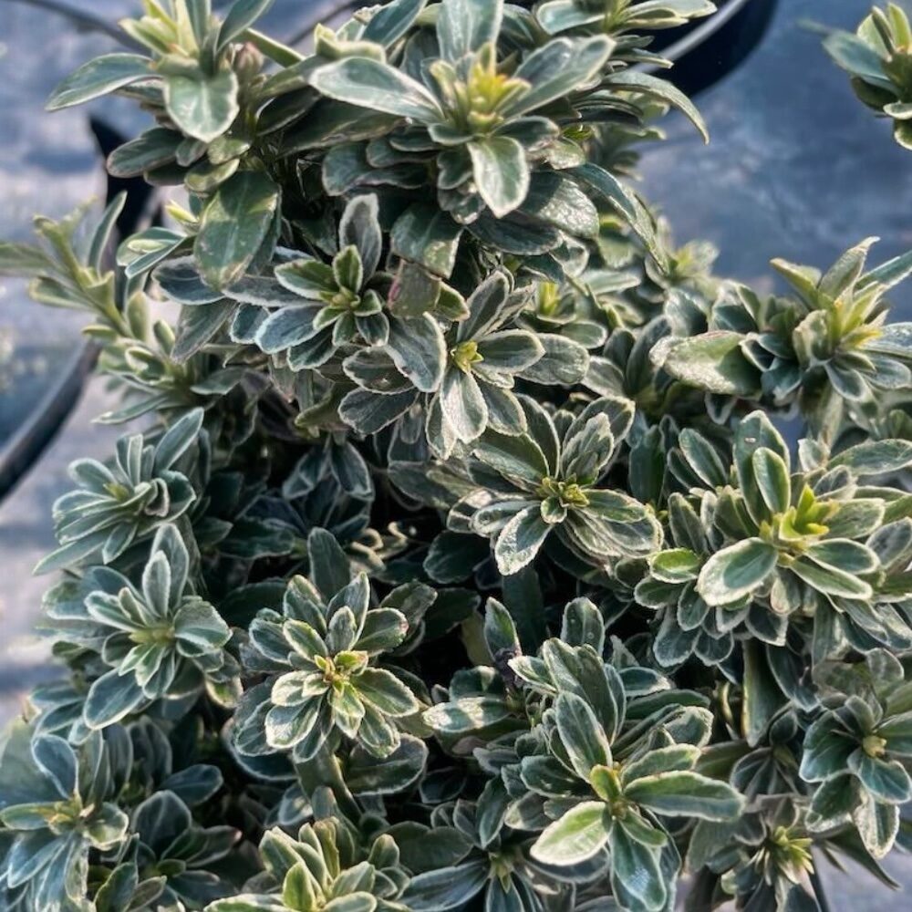 Tarka levelű kecskerágó (Euonymus pulchellus ‘Argenteovariegatus’)