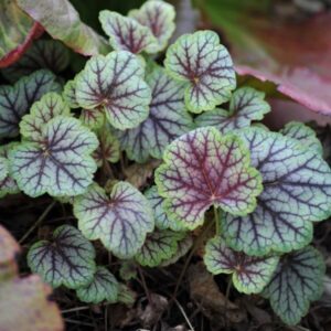 Amerikai tűzeső (Heuchera americana ‘Marvelous Marble’)