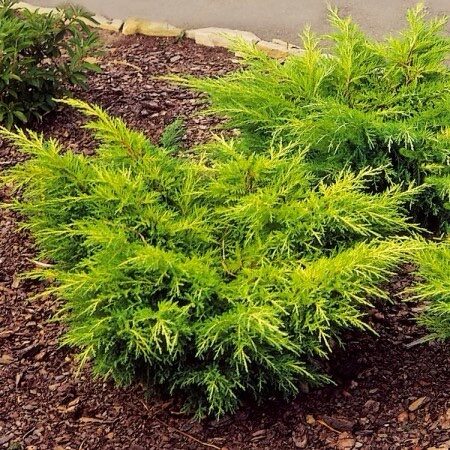 Arany lombú közönséges boróka (Juniperus media ‘Mordigan Gold’)