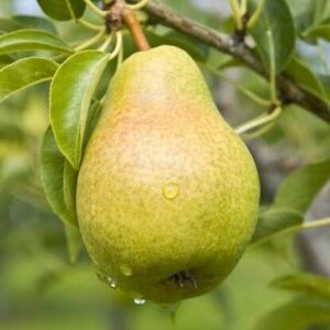 Ilonka körte (Pyrus communis ‘Ilonka’)