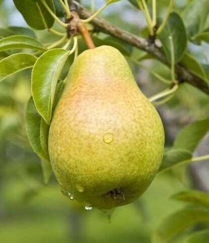 Ilonka körte (Pyrus communis ‘Ilonka’)