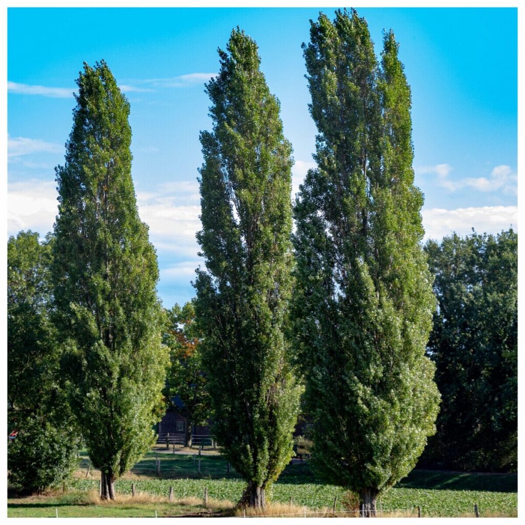 Olasz nyárfa (Populus nigra ‘Italica’)