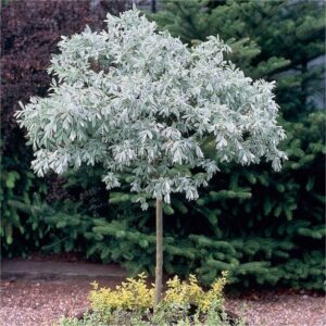 Svájci fűz (Salix helvetica)
