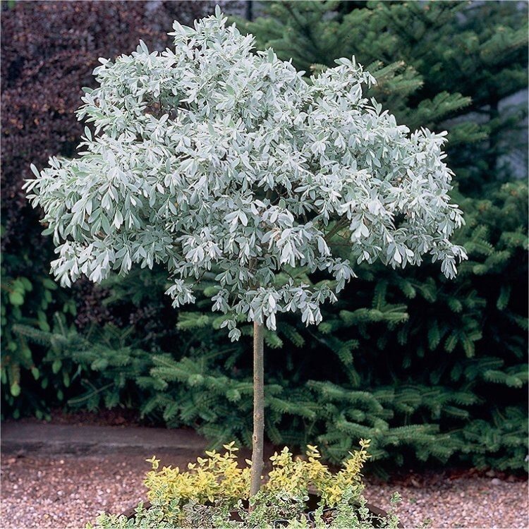 Svájci fűz (Salix helvetica)