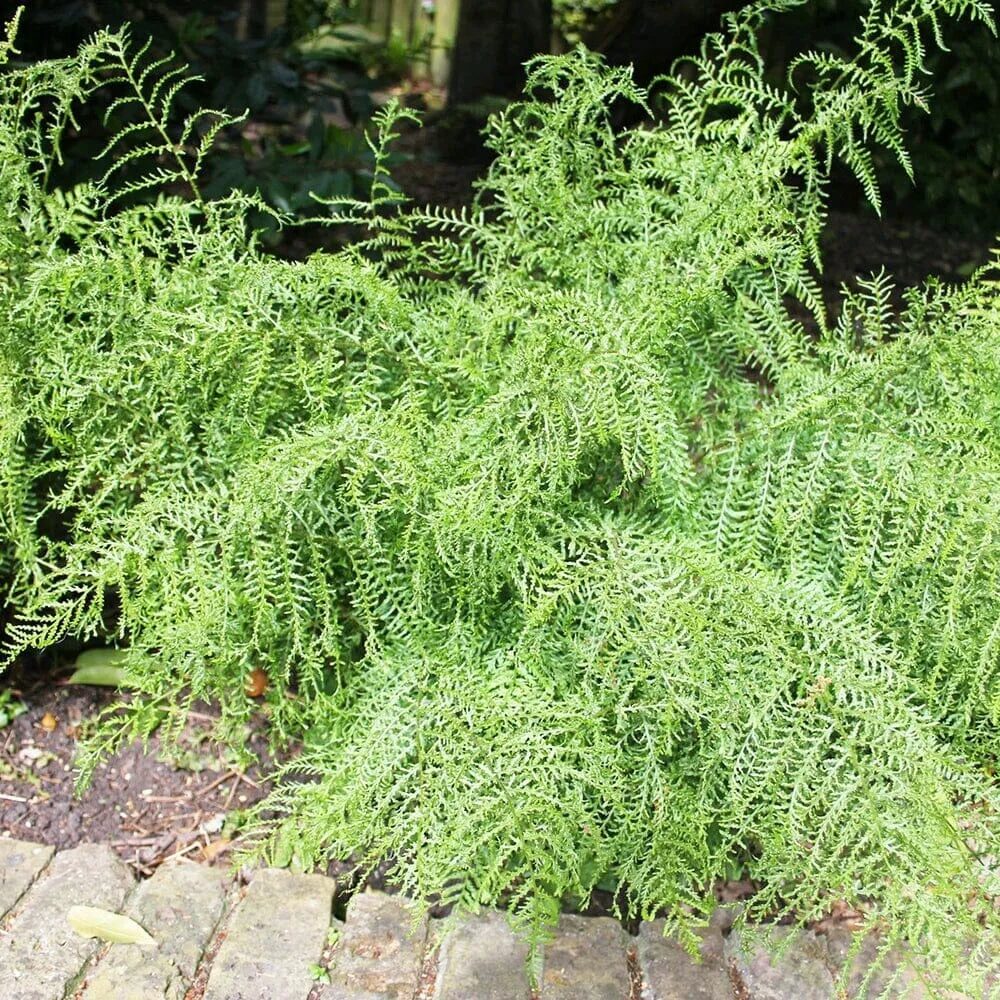 Erdei pajzsika (Dryopteris filix-mas ‘Linearis Polydactyla’)