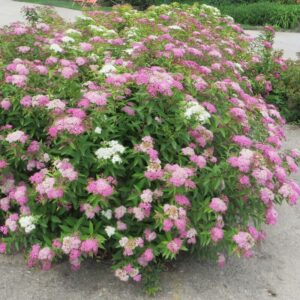 Tarka virágú japán gyöngyvessző (Spiraea japonica ‘Shirobana’)