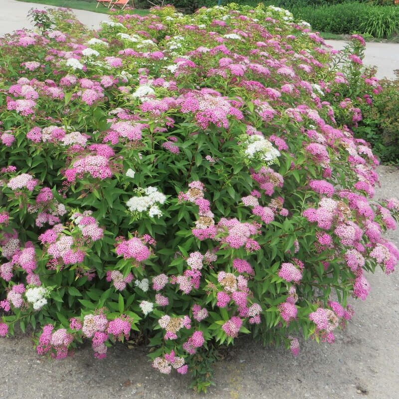 Tarka virágú japán gyöngyvessző (Spiraea japonica ‘Shirobana’)