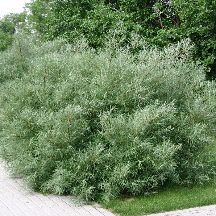 Serevényfűz (Salix rosmarinifolia)