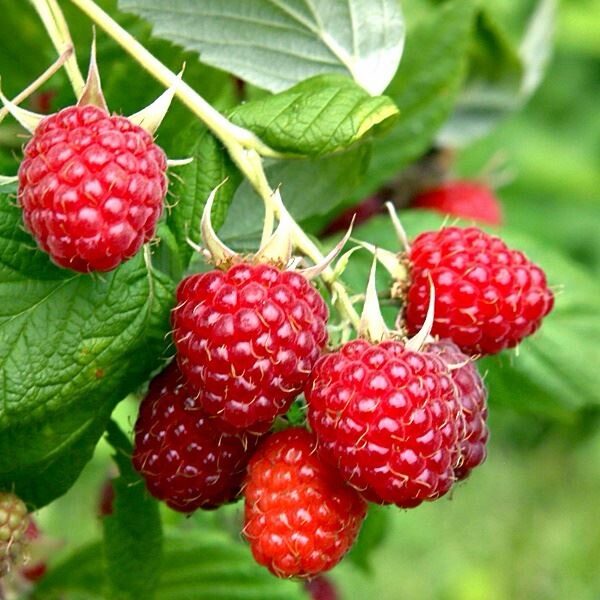 Málnabokor (Rubus idaeus ‘Malling Exploit’)