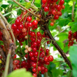 Piros ribizli (Ribes rubrum ‘Rovada’)