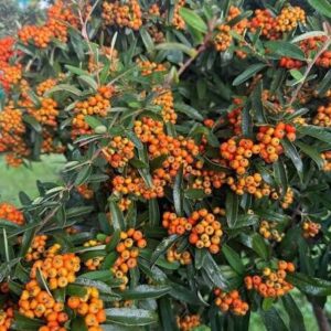 Tűztövis (Pyracantha ‘Navaho’)