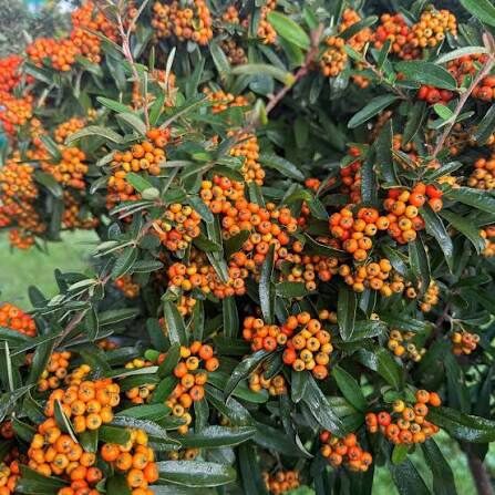 Tűztövis (Pyracantha ‘Navaho’)