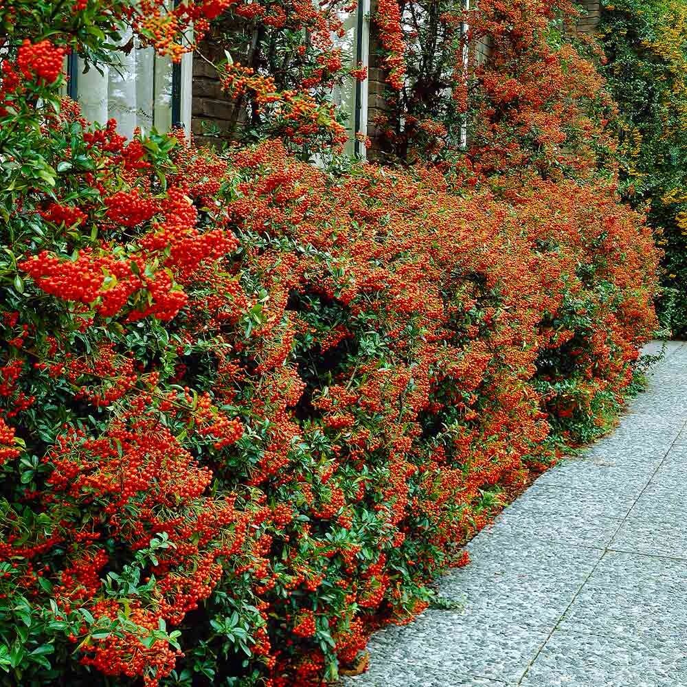 Tűztövis (Pyracantha ‘Mohave’)