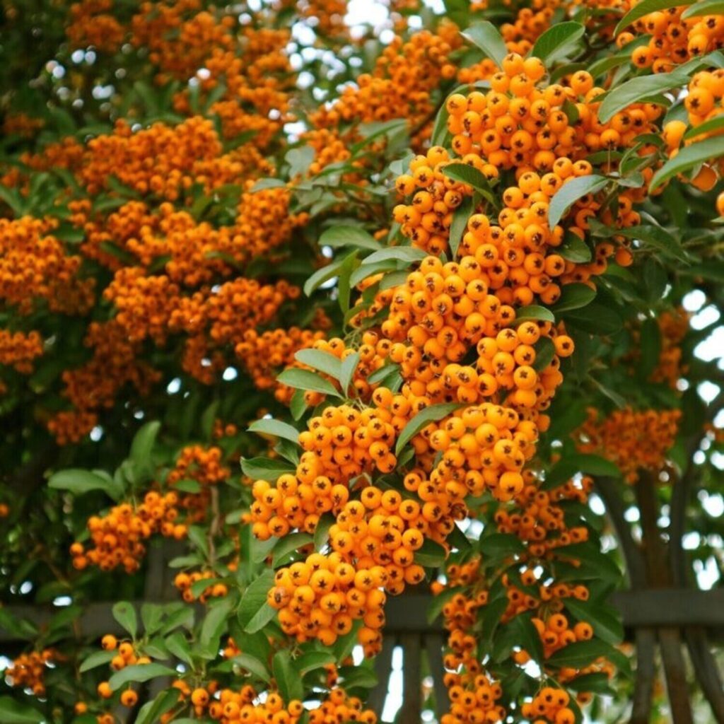 Tűztövis (Pyracantha coccinea ‘Orange Charmer’)