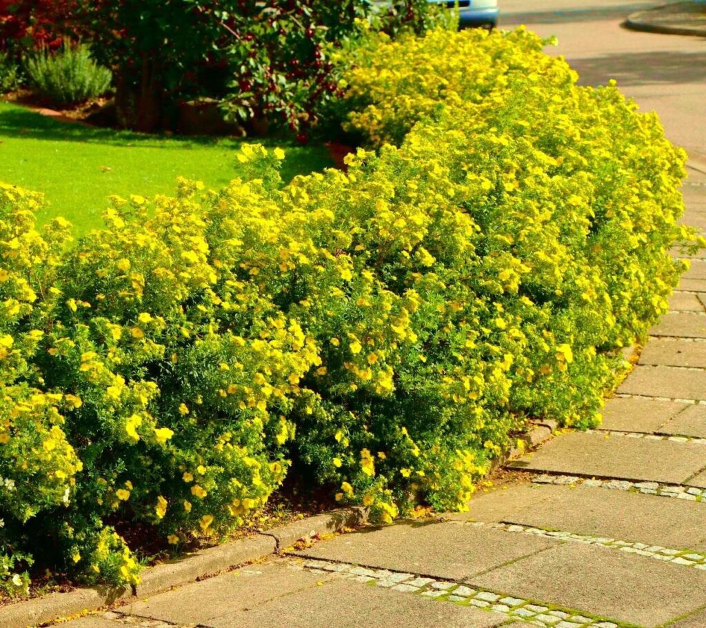 Cserjés pimpó (Potentilla fruticosa ‘Goldstar’)