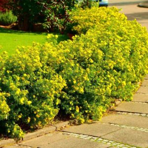 Cserjés pimpó (Potentilla fruticosa ‘Goldstar’)