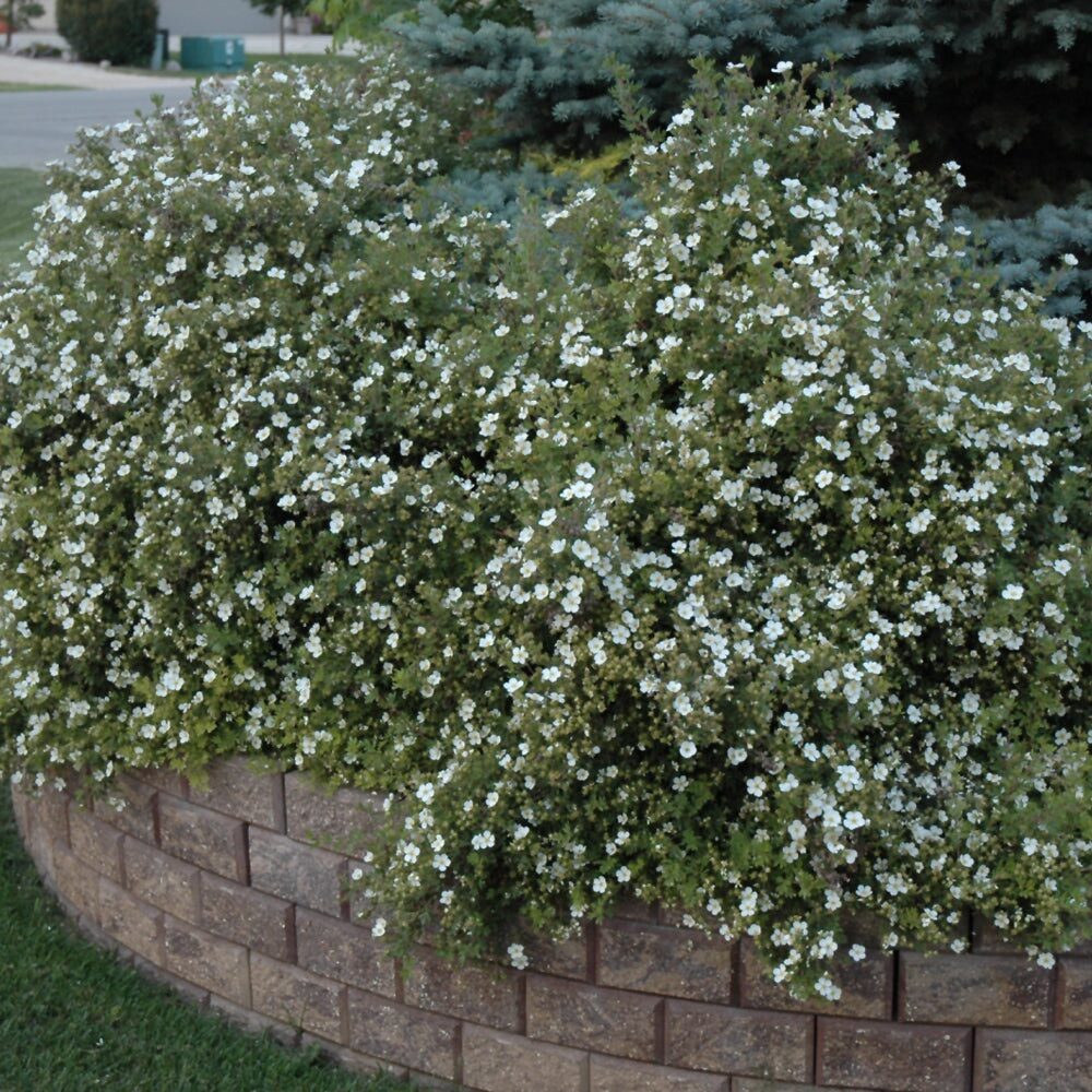 Fehér virágú cserjés pimpó (Potentilla fruticosa ‘Abbotswood’)