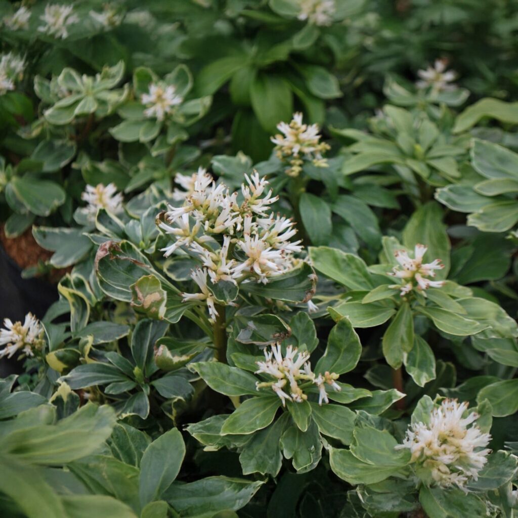 Tarka levelű japán kövérke (Pachysandra terminalis ‘Variegata’)