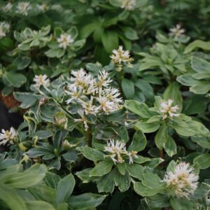 Tarka levelű japán kövérke (Pachysandra terminalis ‘Variegata’)
