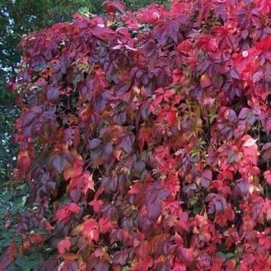 Ötlevelű vadszőlő (Parthenocissus quinquefolia)