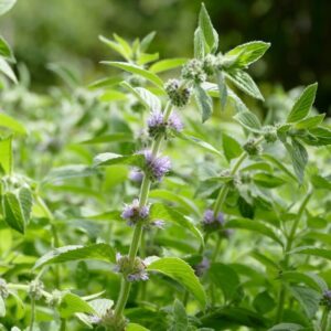 Orvosi menta (Mentha officinalis)