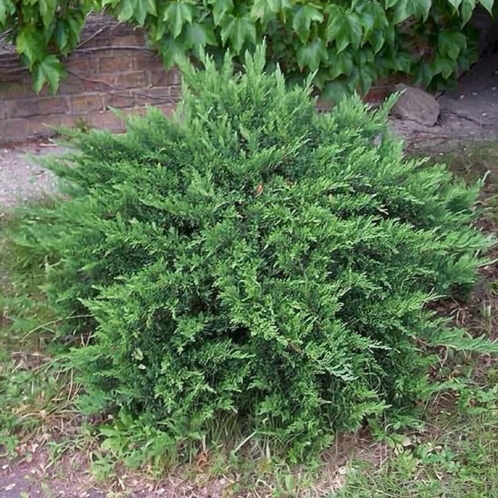Terülő boróka (Juniperus sabina ‘Tiszakürt’)