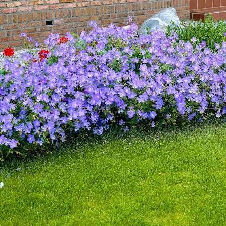 Kerti gólyaorr (Geranium ‘Johnson’s Blue’)