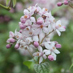 Rózsaszín gyöngyvirágcserje (Deutzia hybrida ‘Mont Rose’)