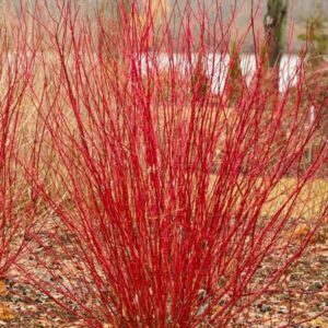 Törpe vörös vesszőjű som (Cornus stolonifera ‘Kelsey’)