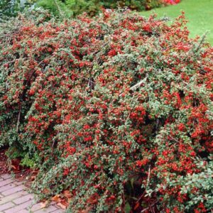 Franchet madárbirs (Cotoneaster franchetii)