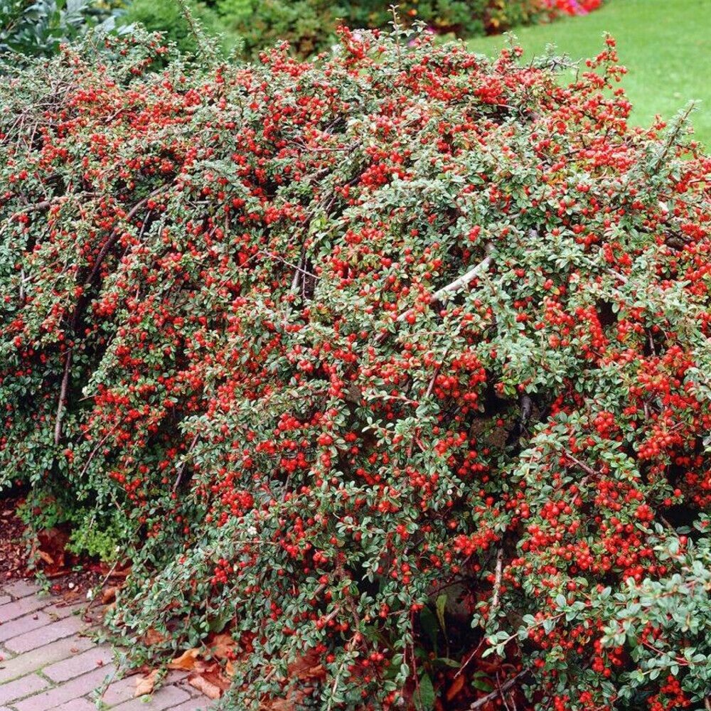 Franchet madárbirs (Cotoneaster franchetii)