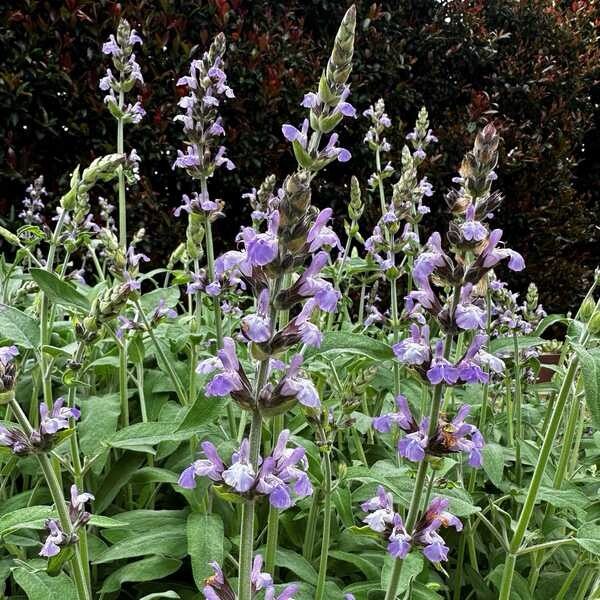 Orvosi zsálya (Salvia officinalis)