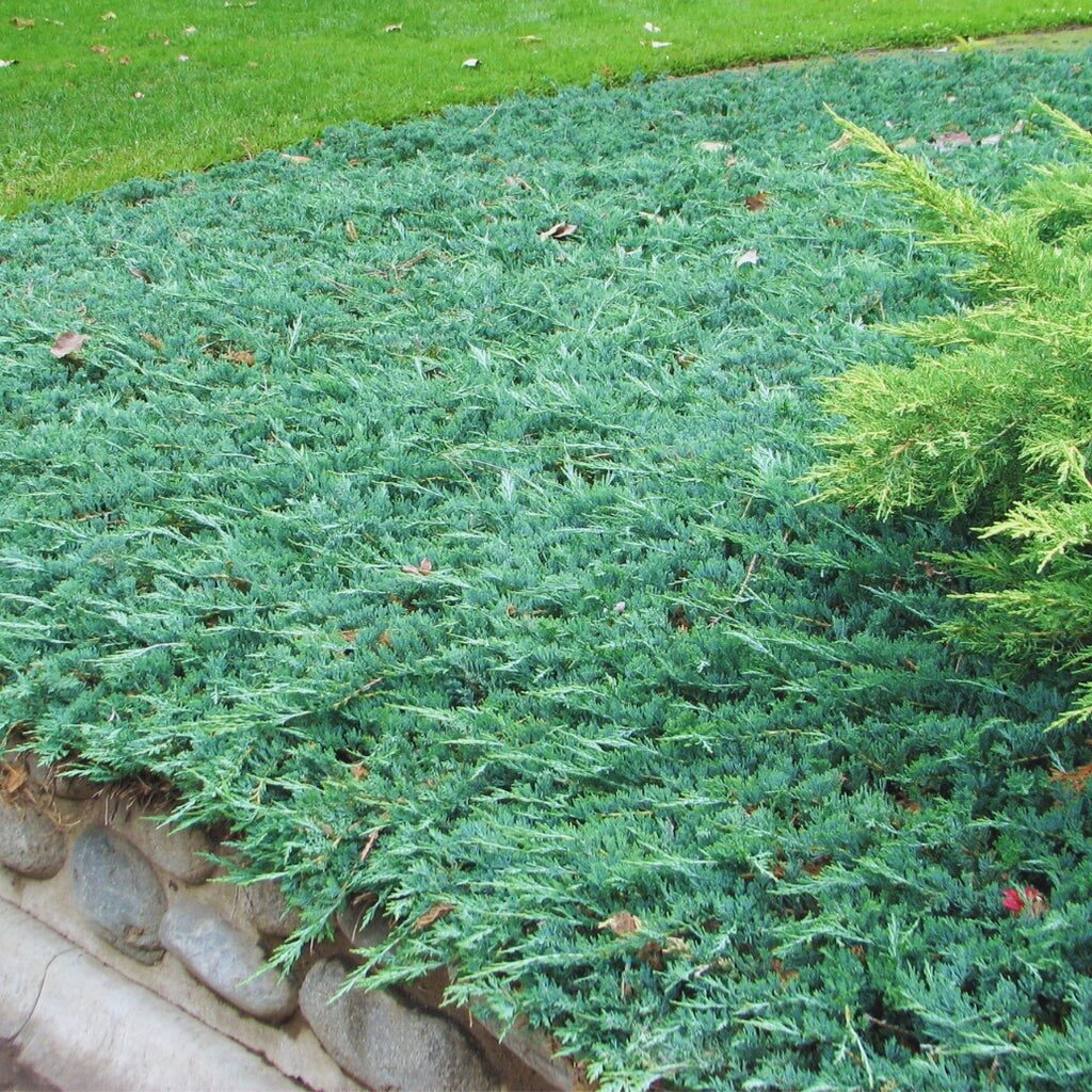 Terülő boróka (Juniperus horizontalis ‘Wiltonii’)