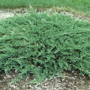 Terülő boróka (Juniperus horizontalis ‘Prince of Wales’)
