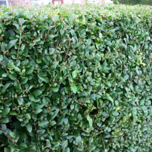 Japán fagyal (Ligustrum ovalifolium ‘Miki’)