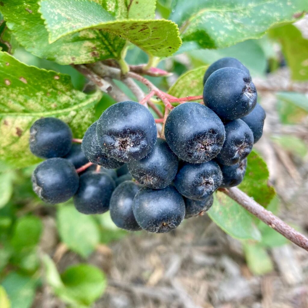 Fekete termésű berkenye (Aronia prunifolia ‘Viking’)