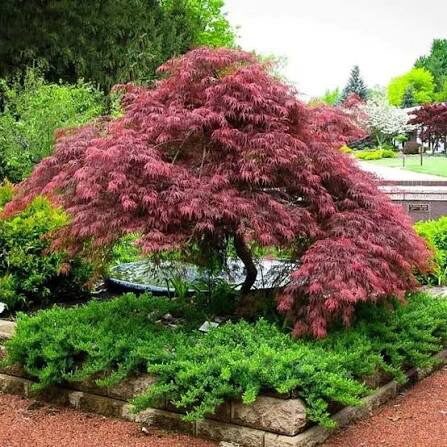 Japán juhar (Acer palmatum ‘Dissectum Inabashidare’)