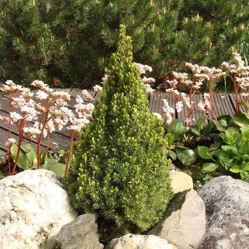 Fehér lucfenyő (Picea glauca ‘Zuckerhut’)