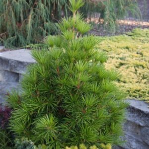 Japán ernyőfenyő (Sciadopitys verticillata)