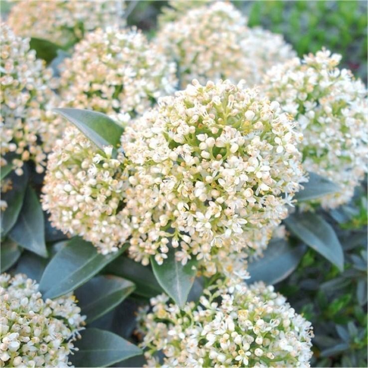 Japán dérbabér ‘White Globe’ (Skimmia japonica ‘White Globe’)