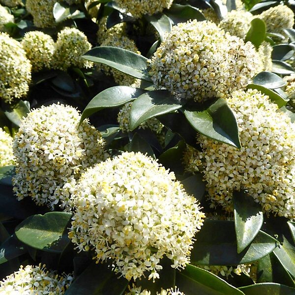 Japán dérbabér ‘White Globe’ (Skimmia japonica ‘White Globe’)