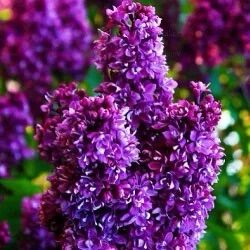Kerti orgona ‘Kolcoznica’ (Syringa vulgaris ‘Kolcoznica’)