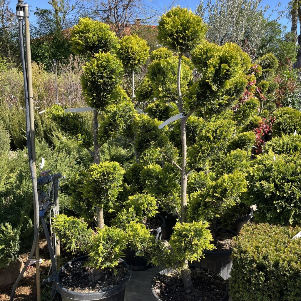 Pom-pon arany leylandi ciprus (Cupressocyparis leylandii ‘Gold Rider’)