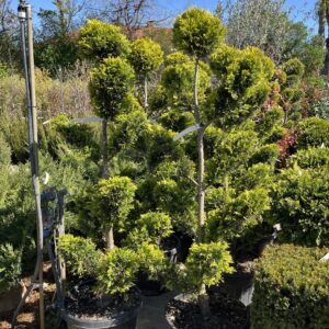 Pom-pon arany leylandi ciprus (Cupressocyparis leylandii ‘Gold Rider’)