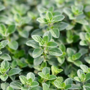 Majoránna (Origanum majorana)
