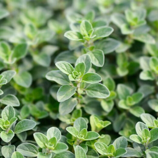 Majoránna (Origanum majorana)