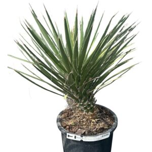 Pálmaliliom (Yucca filifera) (túlkoros szoliter növény)