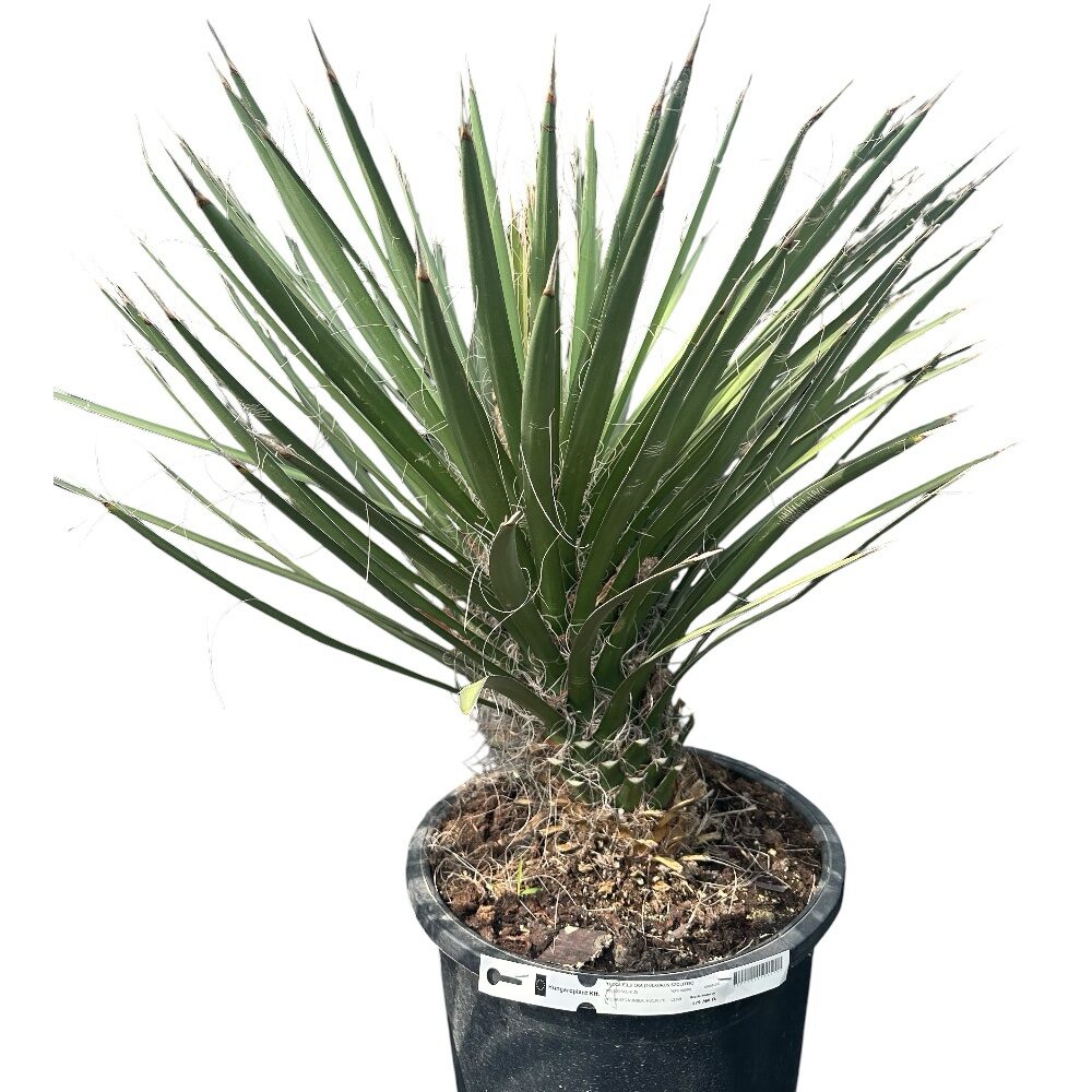 Pálmaliliom (Yucca filifera) (túlkoros szoliter növény)